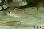 Xenotilapia sp. "fluorescent green"