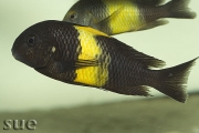 Tropheus sp. Kiriza