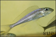 Asprotilapia leptura Cameron Bay