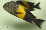 Tropheus sp. Kiriza