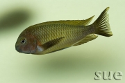 Tropheus sp. Nkonde Bright Yellow