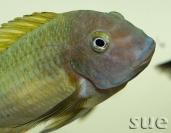 Tropheus sp. Nkonde Bright Yellow