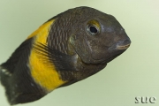 Tropheus sp. Kiriza