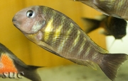 Tropheus sp. Ulwile