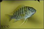 Petrochromis polyodon Kachese