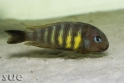 Tropheus sp. Ulwile