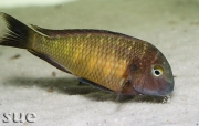 Tropheus sp. Ilangi Yellow Real