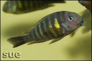 Tropheus sp. Kipili