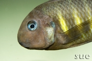 Tropheus sp. Ulwile