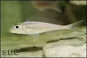 Asprotilapia leptura Cameron Bay