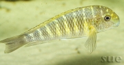 Tropheus sp. Murago