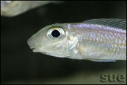 Asprotilapia leptura Cameron Bay