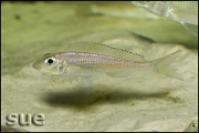 Asprotilapia leptura Cameron Bay