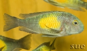 Tropheus sp. Kasakalawe