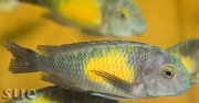 Tropheus sp. Kasakalawe