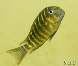 Tropheus sp. Mpimbwe