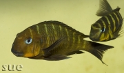 Tropheus sp. Mpimbwe