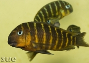 Tropheus sp. Mpimbwe