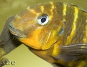 Tropheus sp. Mpimbwe