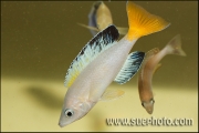 Cyprichromis sp. " Leptosoma Jumbo" Chaitika