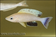 Cyprichromis sp. " Leptosoma Jumbo" Chaitika