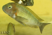 Tropheus sp. Nkonde Bright Yellow