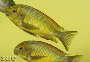 Tropheus sp. Golden Kazumba