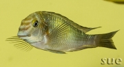 Tropheus sp. Kapampa Lime Spot