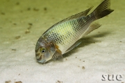 Tropheus sp. Kapampa Lime Spot