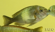 Tropheus sp. Kapampa Lime Spot