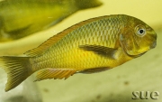 Tropheus sp. Golden Kazumba