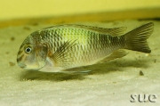 Tropheus sp. Kapampa Lime Spot