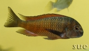 Tropheus sp. Ndole red fluorescent