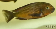 Tropheus sp. Ndole red fluorescent