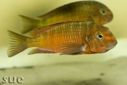 Tropheus sp. Ndole red fluorescent