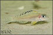 Xenotilapia papilio Tembwe