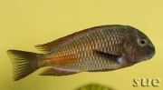 Tropheus sp. Moliro