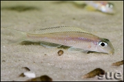 Xenotilapia papilio Tembwe