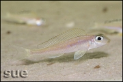 Xenotilapia papilio Tembwe