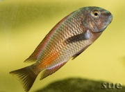 Tropheus sp. Moliro