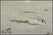 Xenotilapia papilio Tembwe