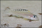 Xenotilapia papilio Tembwe