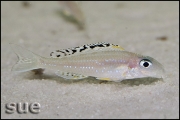 Xenotilapia papilio Tembwe