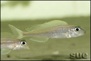 Asprotilapia leptura Tembwe