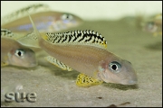 Xenotilapia papilio Tembwe