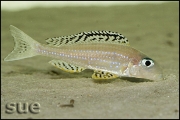 Xenotilapia papilio Tembwe