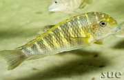 Tropheus sp. Murago