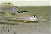 Xenotilapia papilio Tembwe