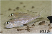 Asprotilapia leptura Tembwe