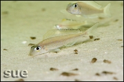 Asprotilapia leptura Tembwe